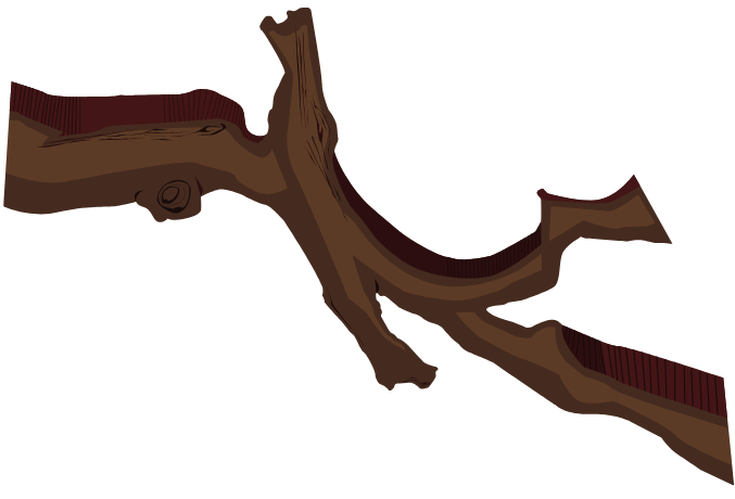 Tree root